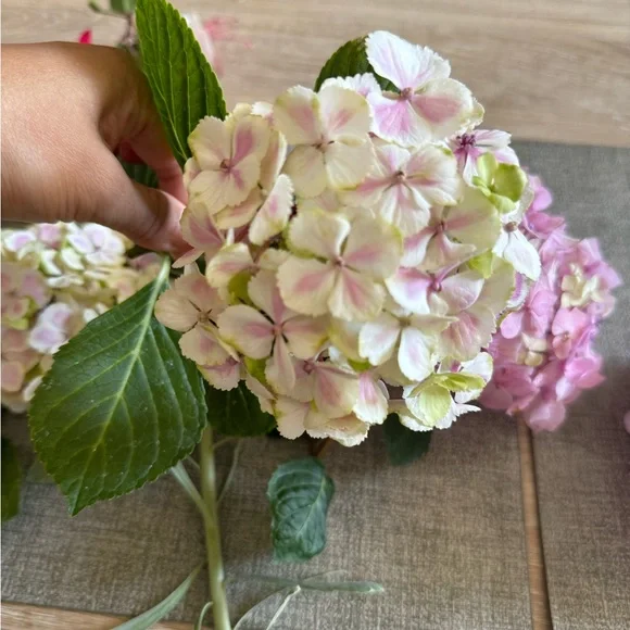 Real pressed flower art - hydrangea